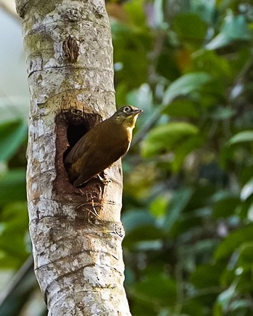 Montane Foliage-gleaner - ML619075162