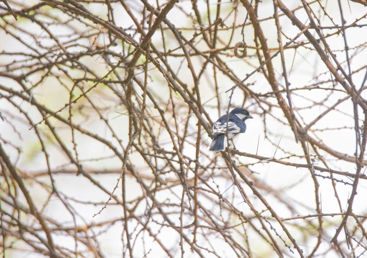 White-naped Tit - Shajan Shaki