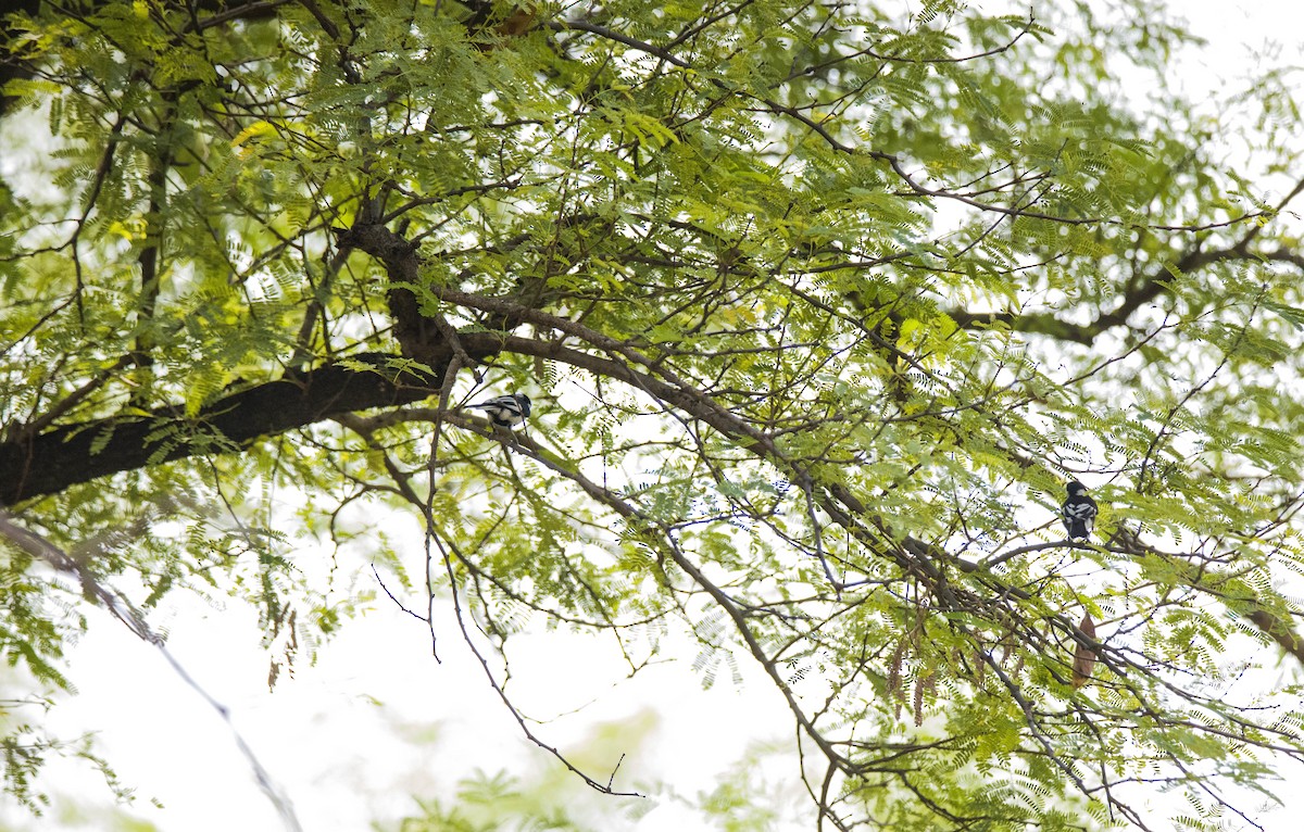 White-naped Tit - ML619075171