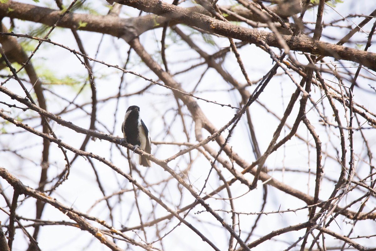 White-naped Tit - Shajan Shaki