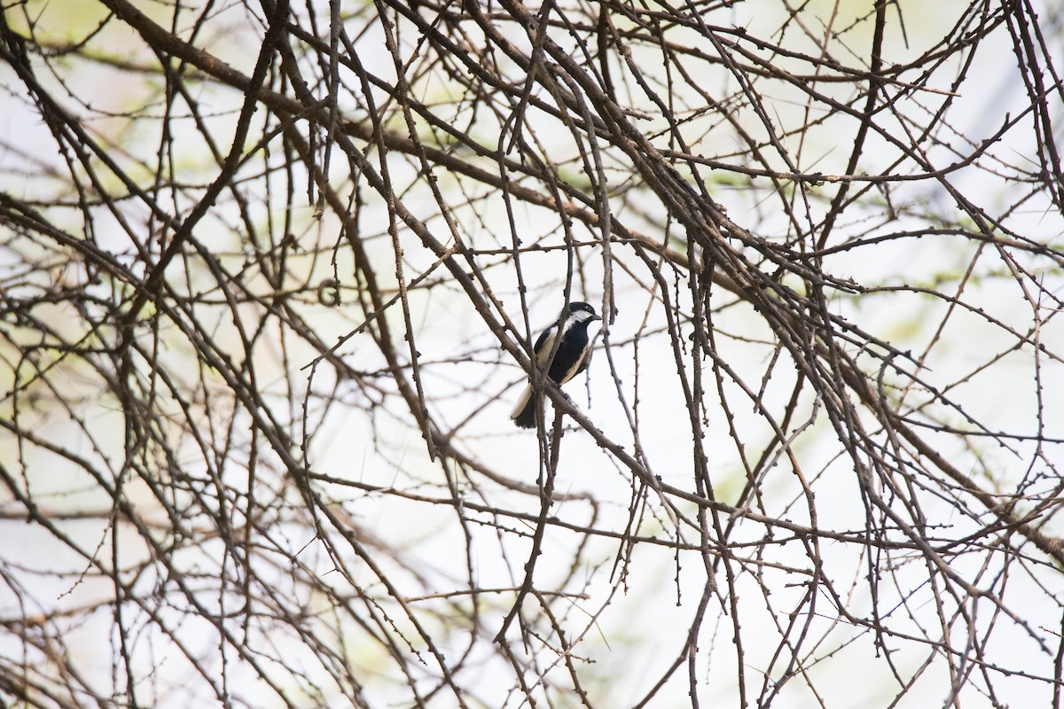 White-naped Tit - Shajan Shaki