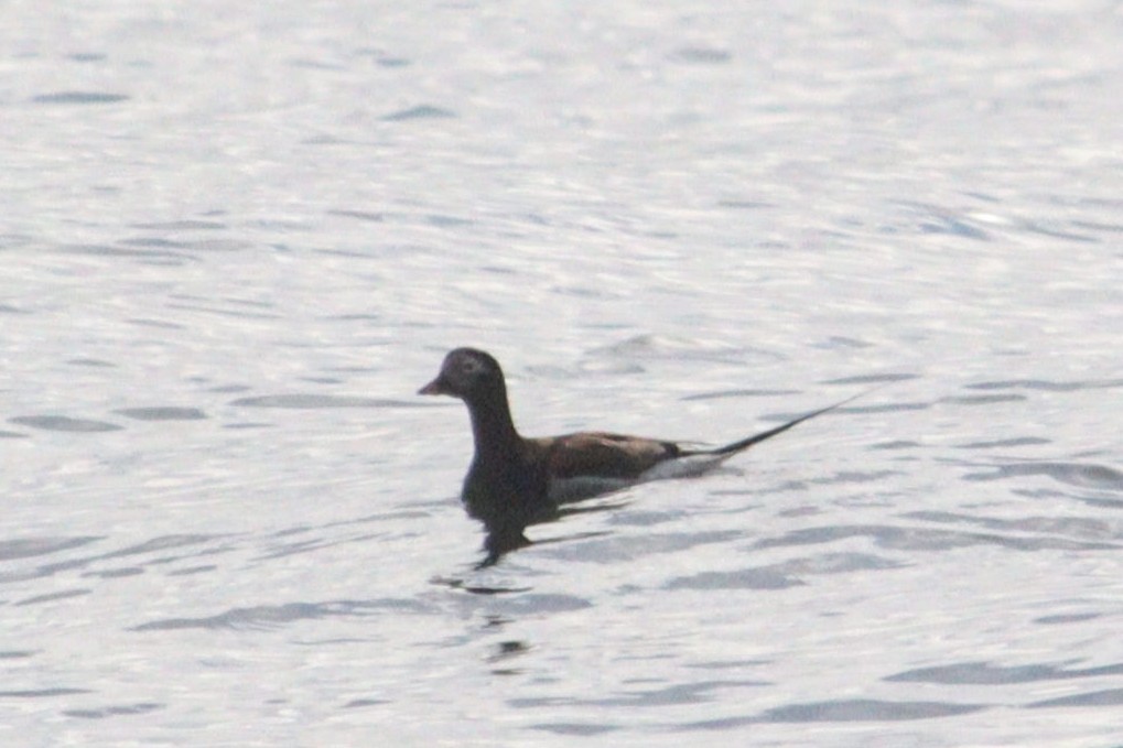 Long-tailed Duck - ML619075179