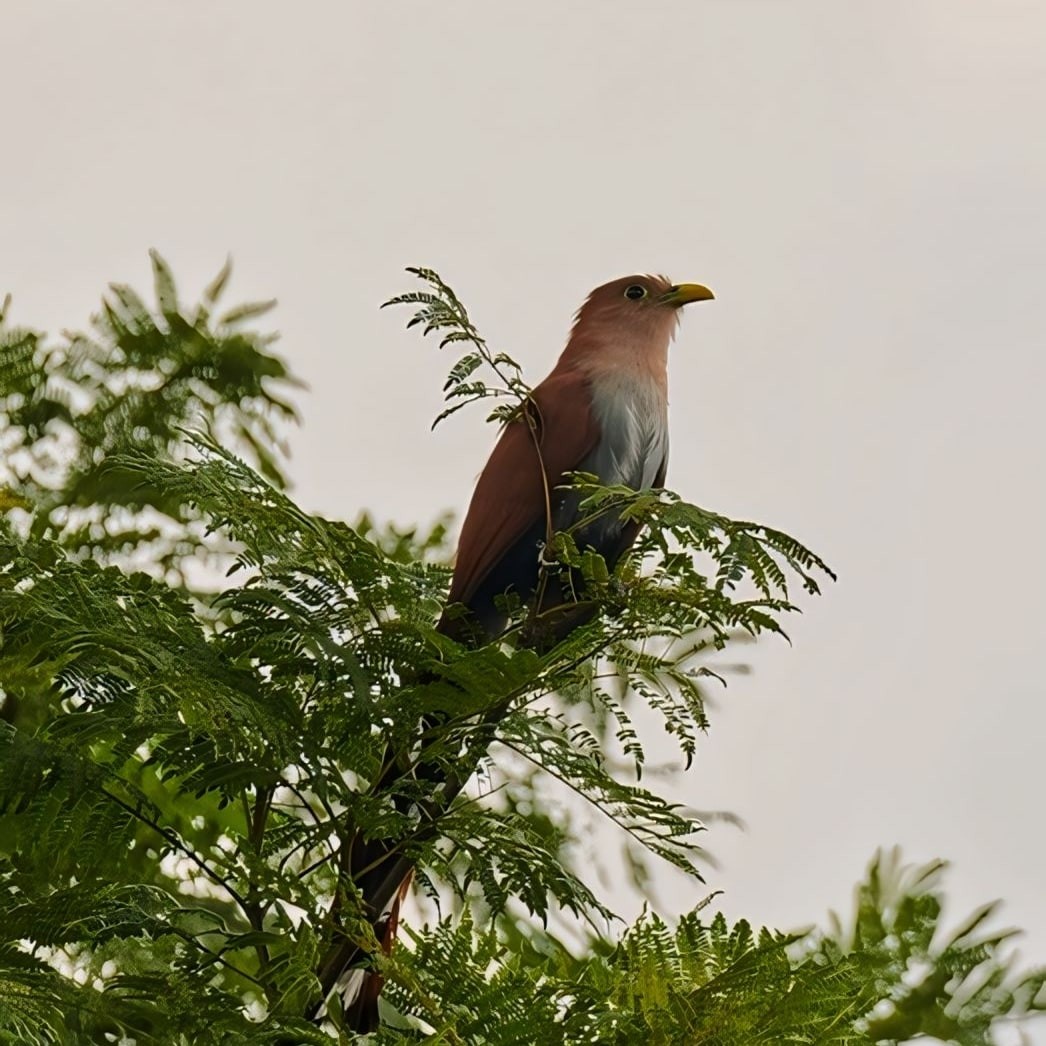 Common Squirrel-Cuckoo - ML619075192
