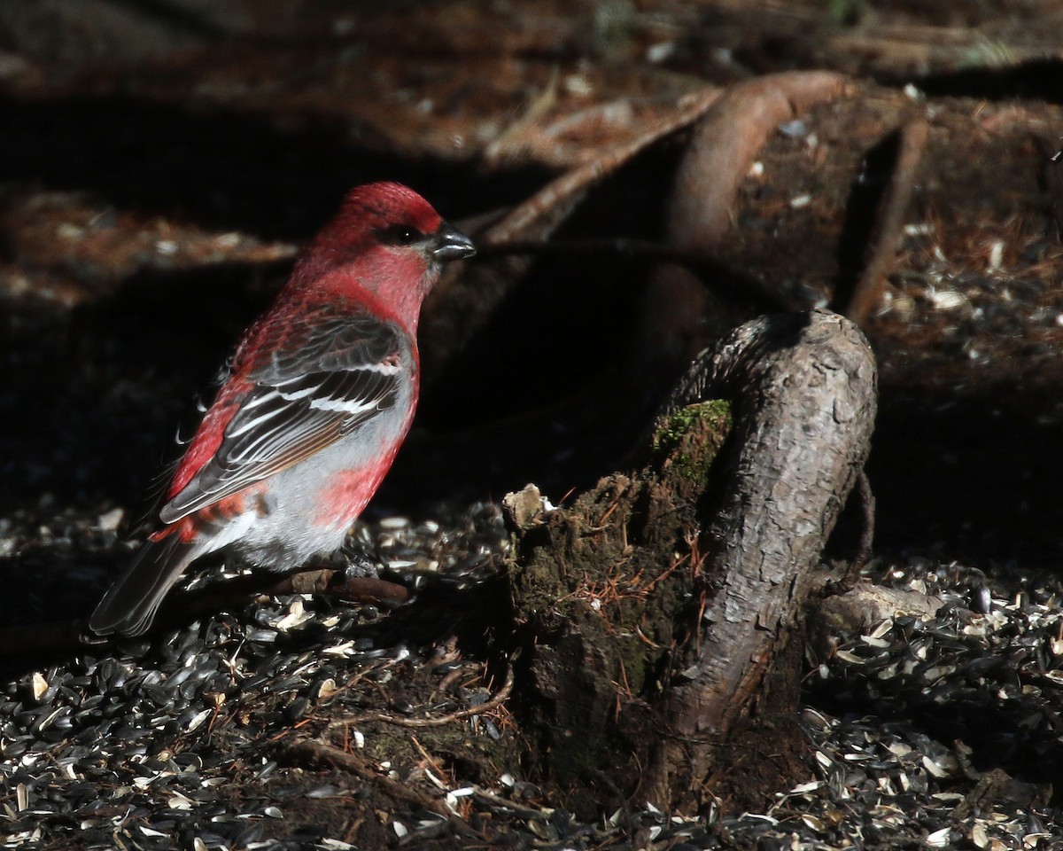 Pine Grosbeak - Linda Scrima