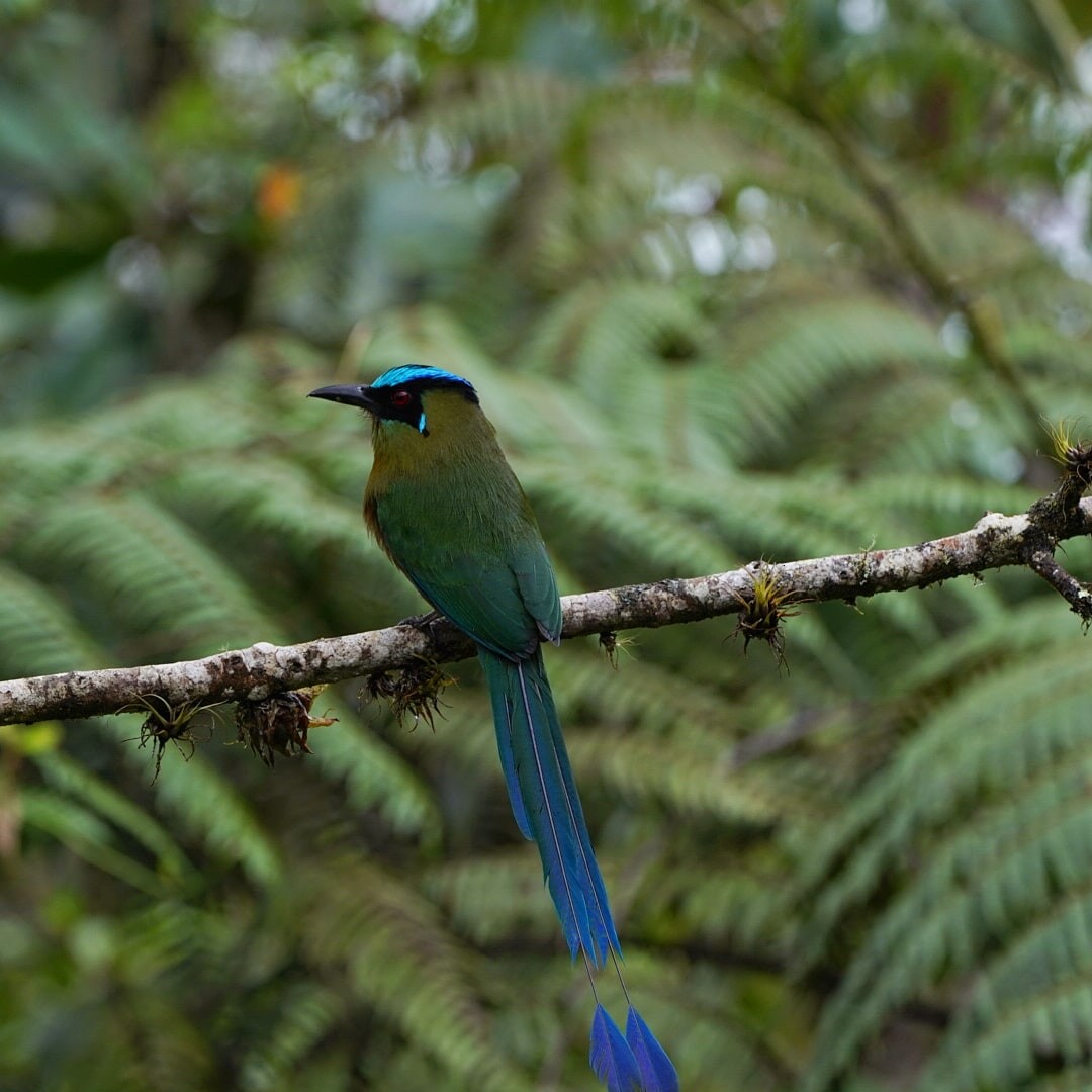 Andean Motmot - ML619075210