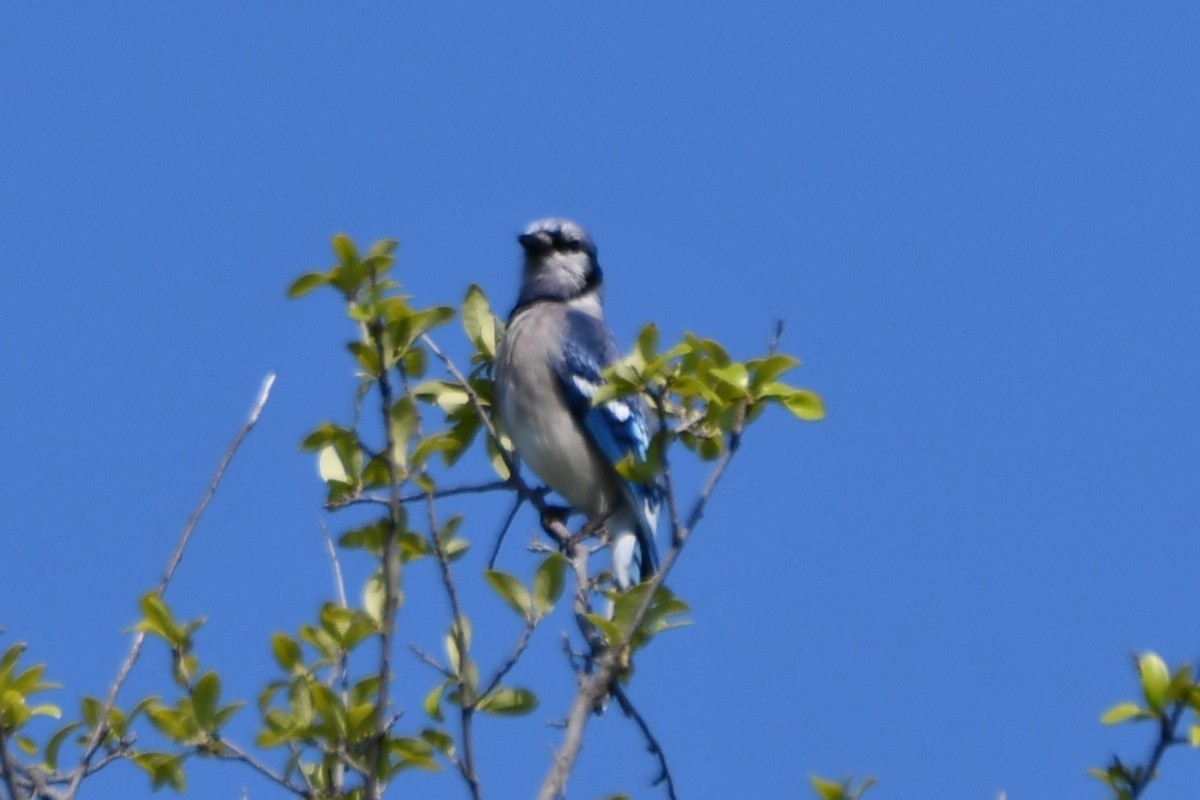 Blue Jay - Carmen Ricer