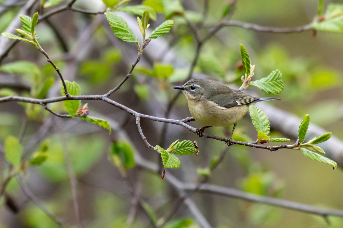 Black-throated Blue Warbler - Dan Gardoqui