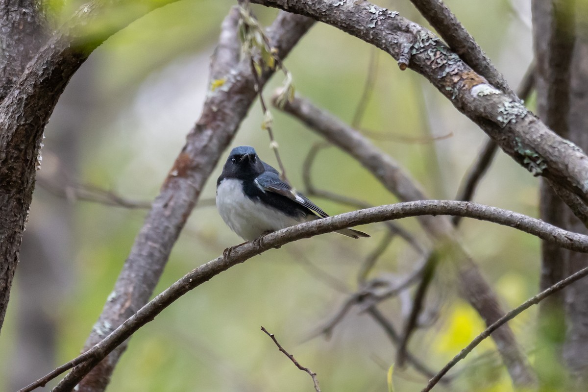 Black-throated Blue Warbler - Dan Gardoqui