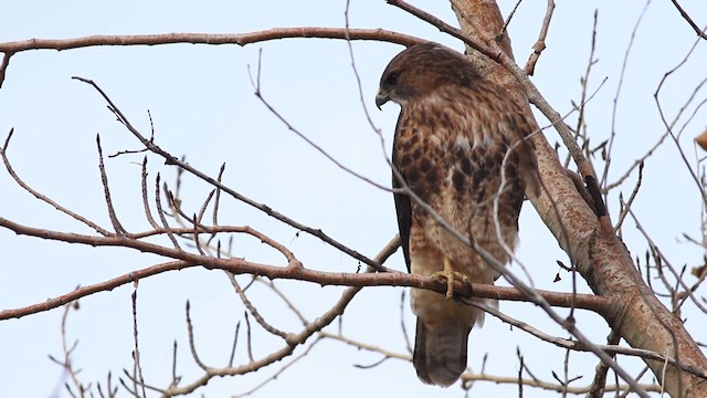 Rufous-tailed Hawk - ML619075249