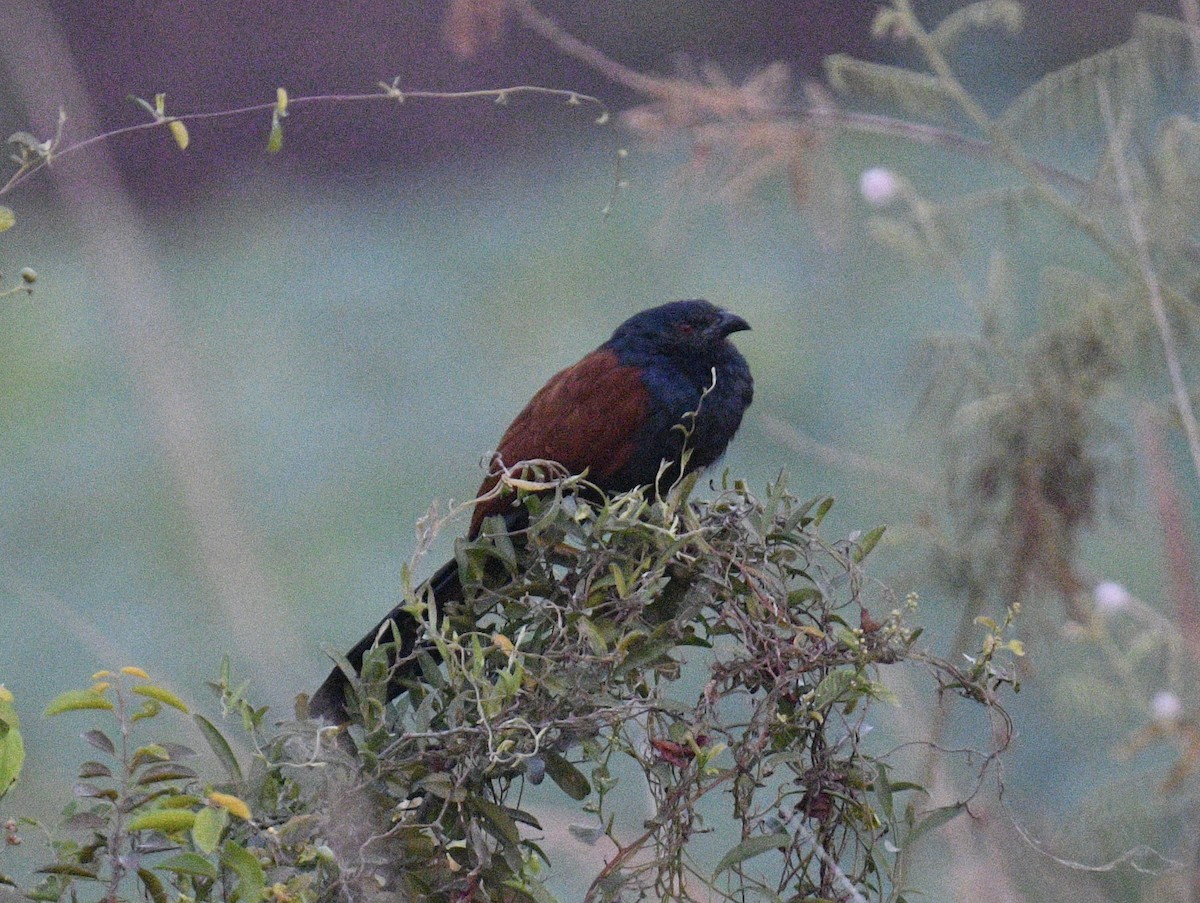 Greater Coucal - Chitra Shanker