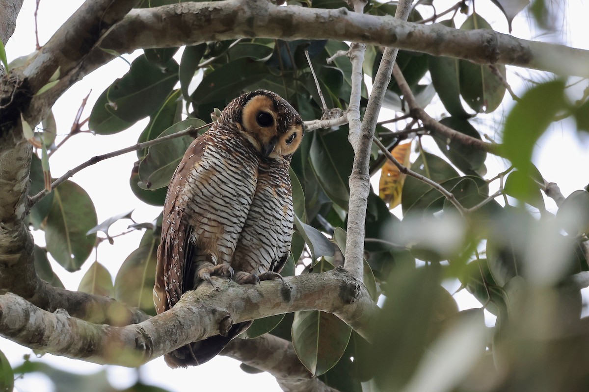 Spotted Wood-Owl - Penphan Kittinatgumthorn