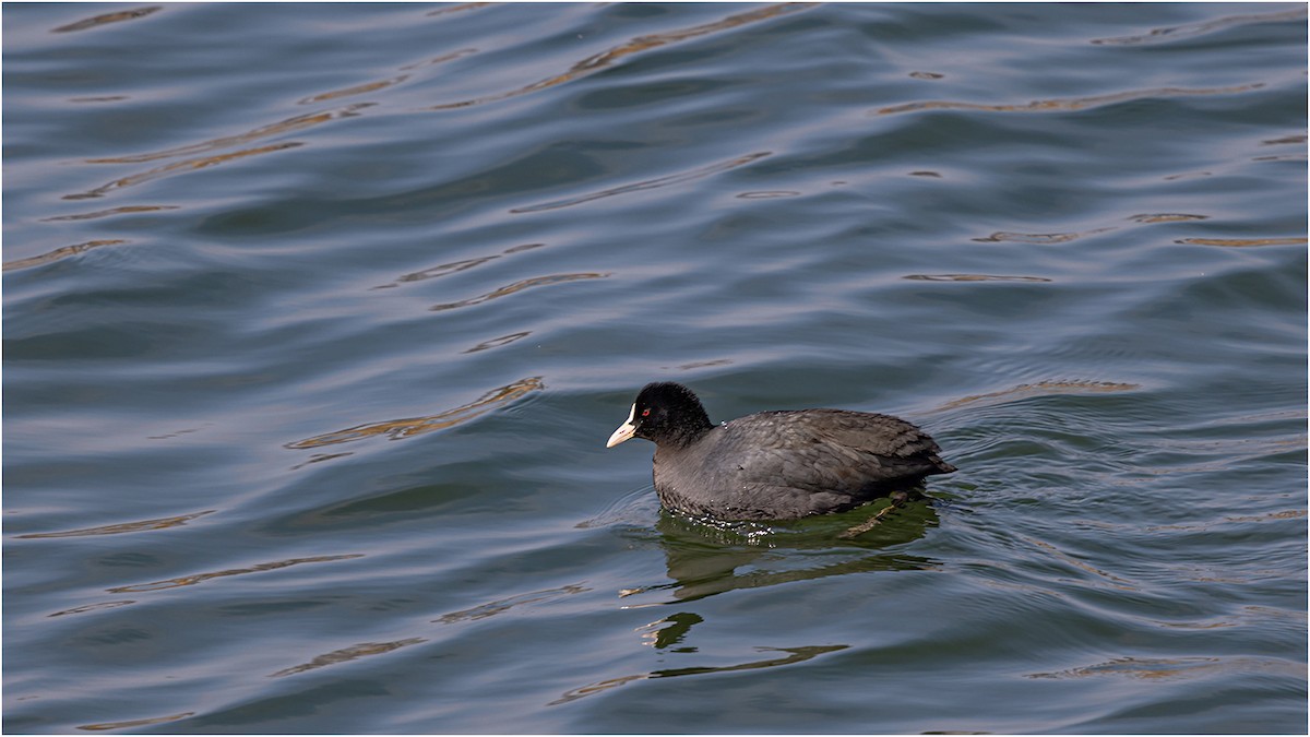 Eurasian Coot - 대준 유