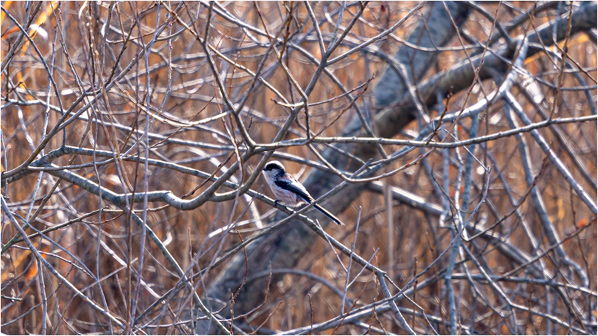 Long-tailed Tit - 대준 유