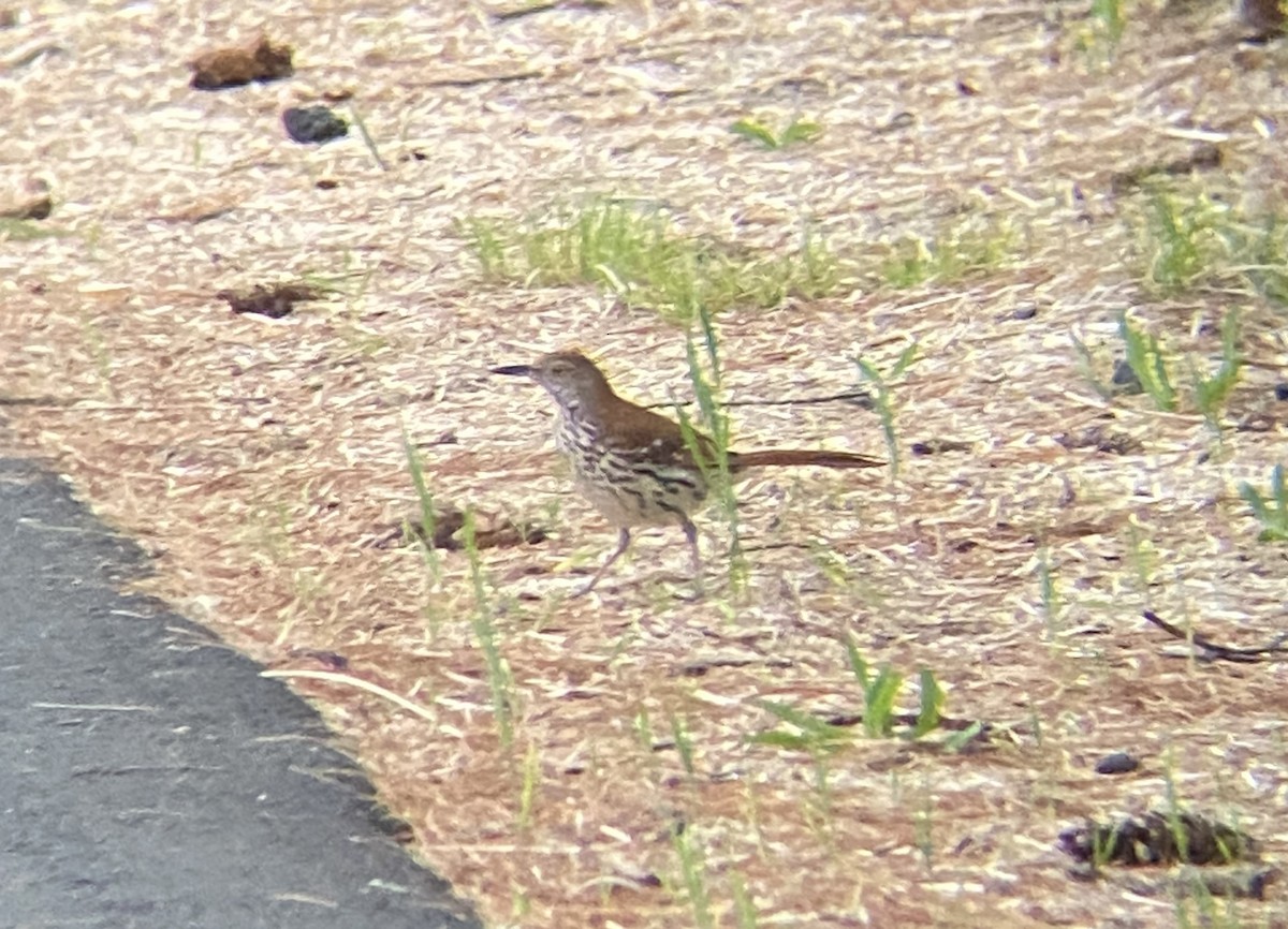 Brown Thrasher - ML619075311