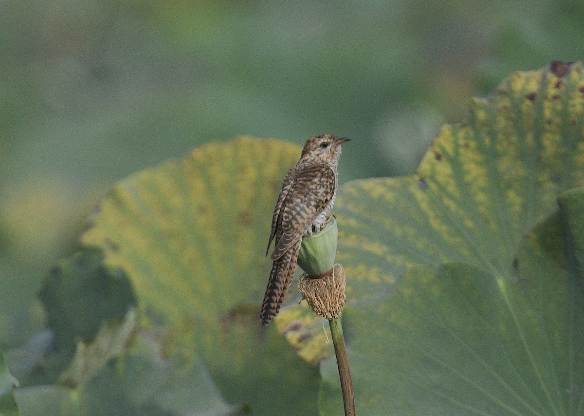 Plaintive Cuckoo - ML619075313