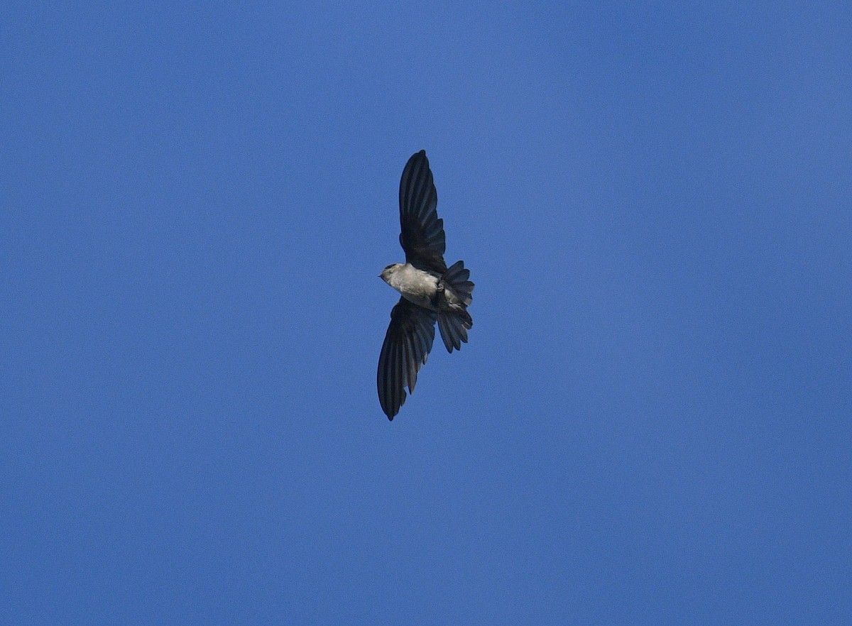 Germain's Swiftlet - ML619075320