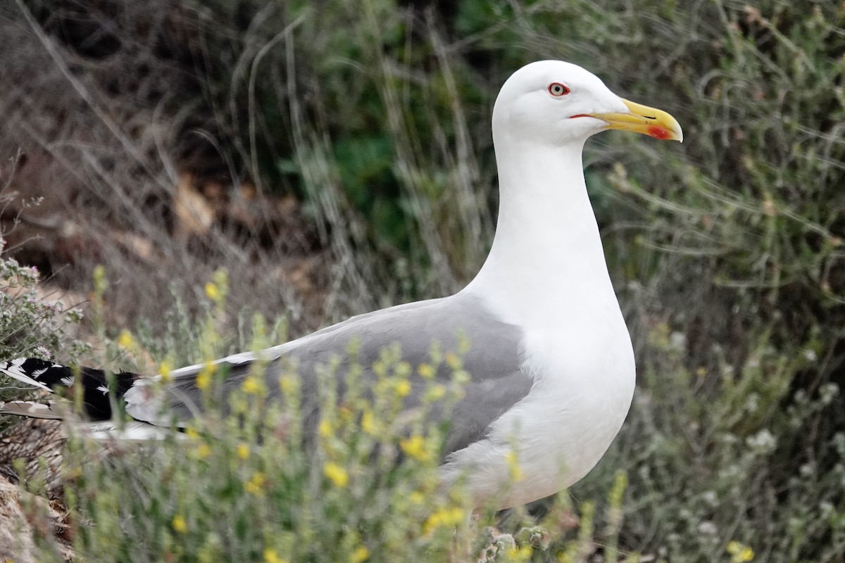 Gaviota Patiamarilla - ML619075335