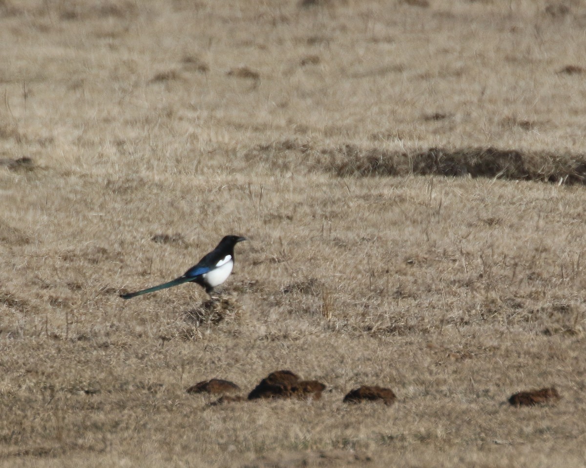 Black-billed Magpie - ML619075340