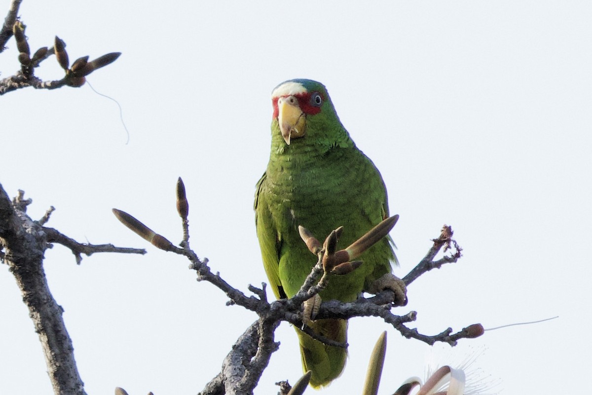 White-fronted Parrot - Lee Burke