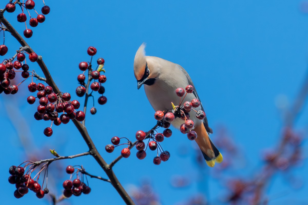 Bohemian Waxwing - ML619075374