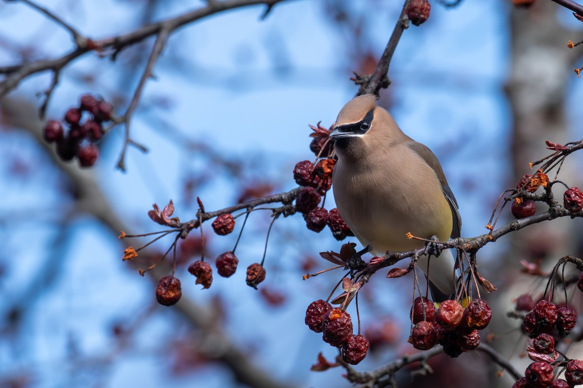 Bohemian Waxwing - ML619075378