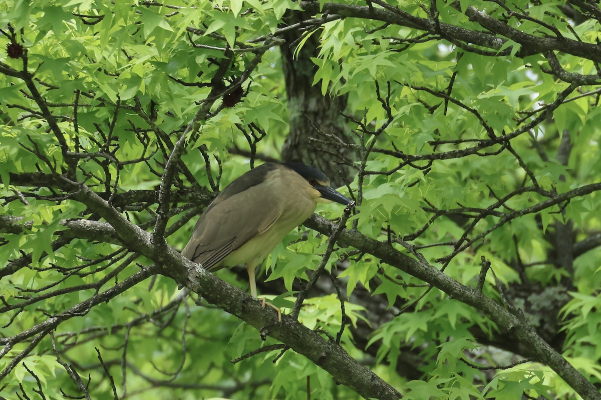 Black-crowned Night Heron - E R