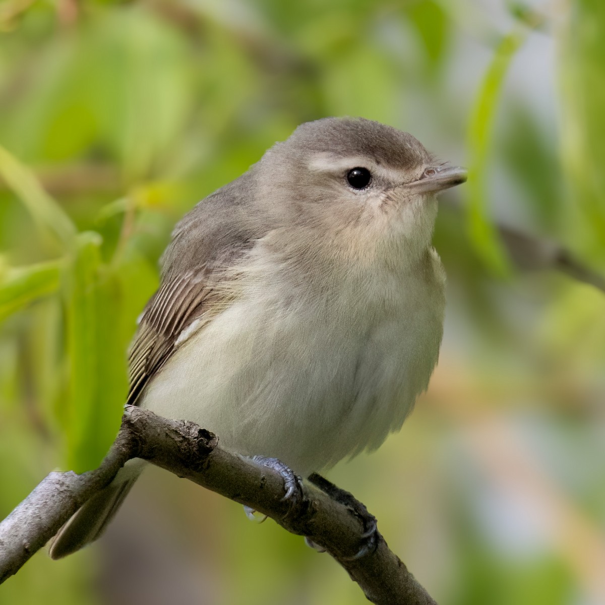 Warbling Vireo - Mary Louise