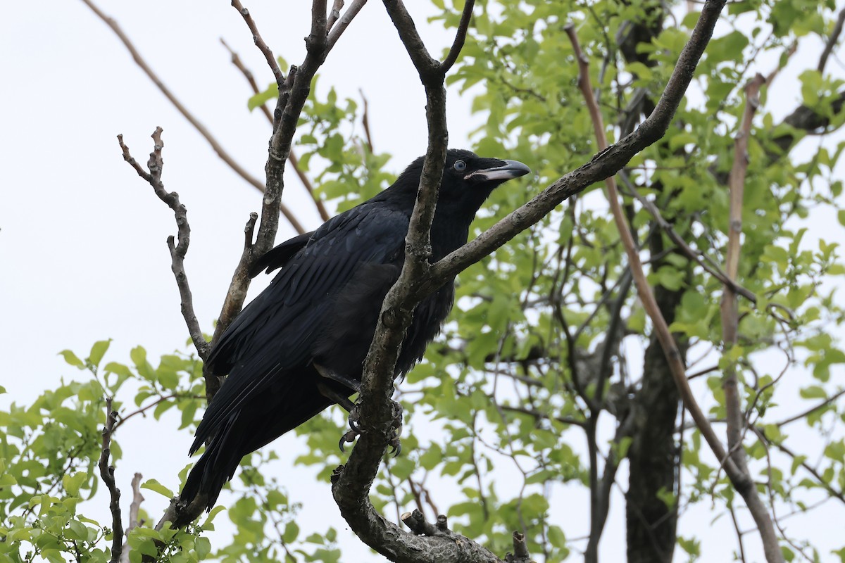 Common Raven - E R