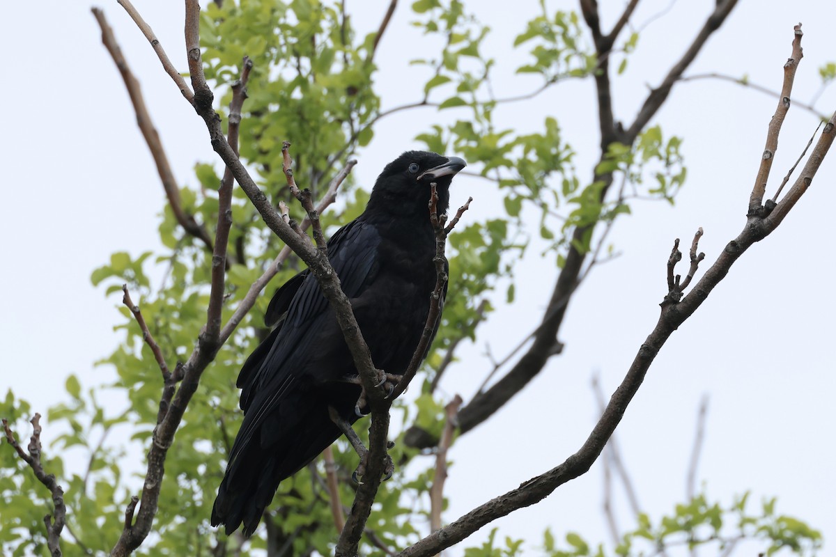 Common Raven - E R