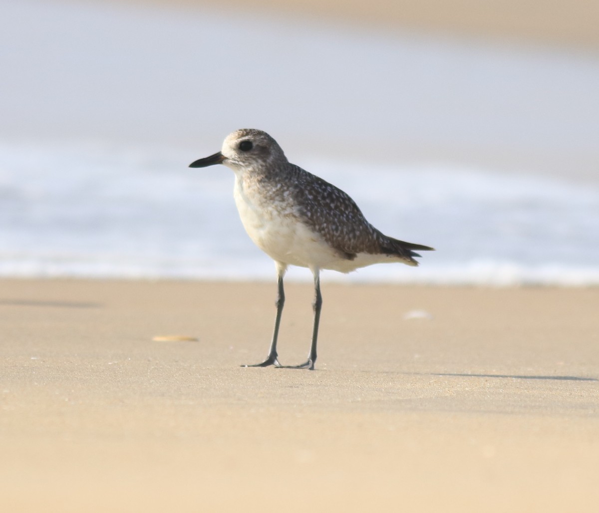 Black-bellied Plover - Afsar Nayakkan