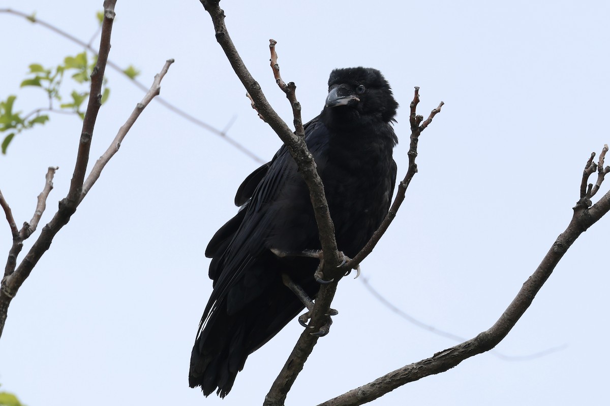 Common Raven - E R