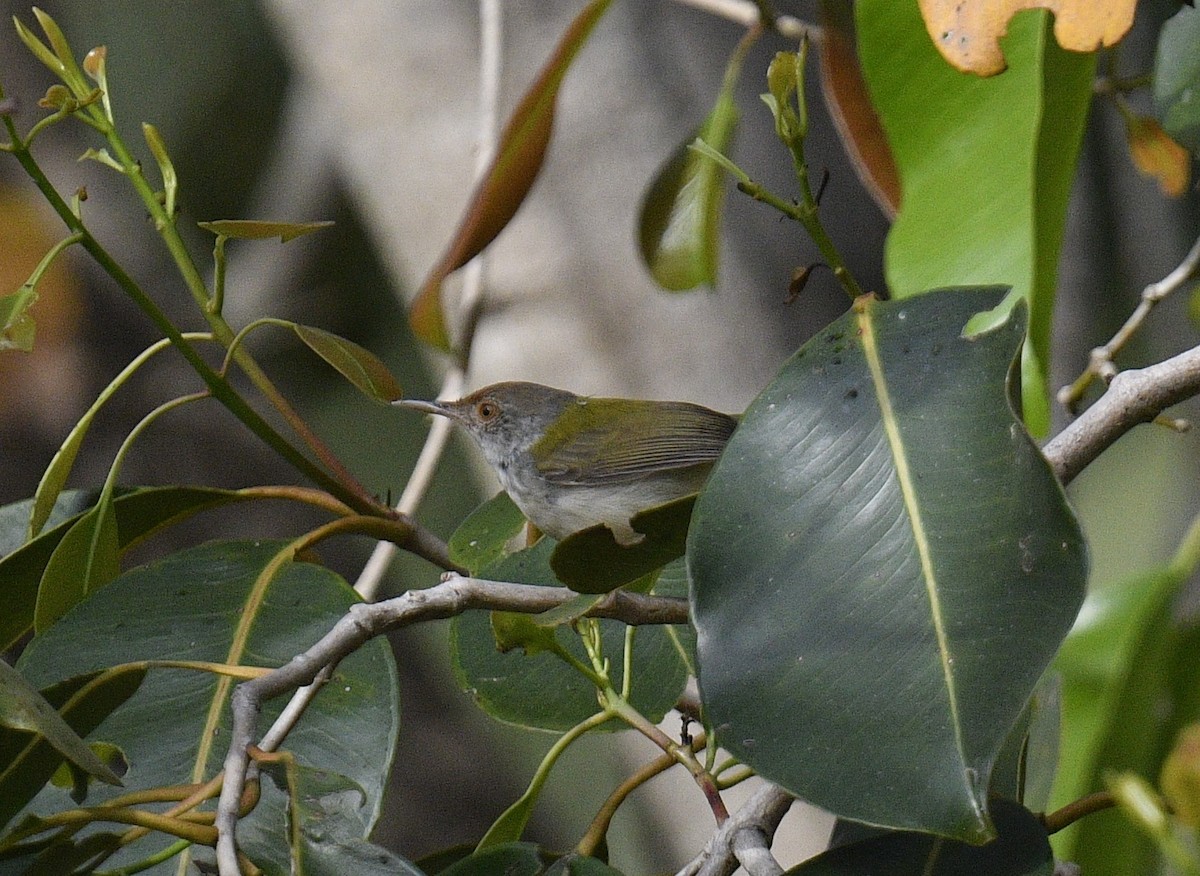 Common Tailorbird - Chitra Shanker