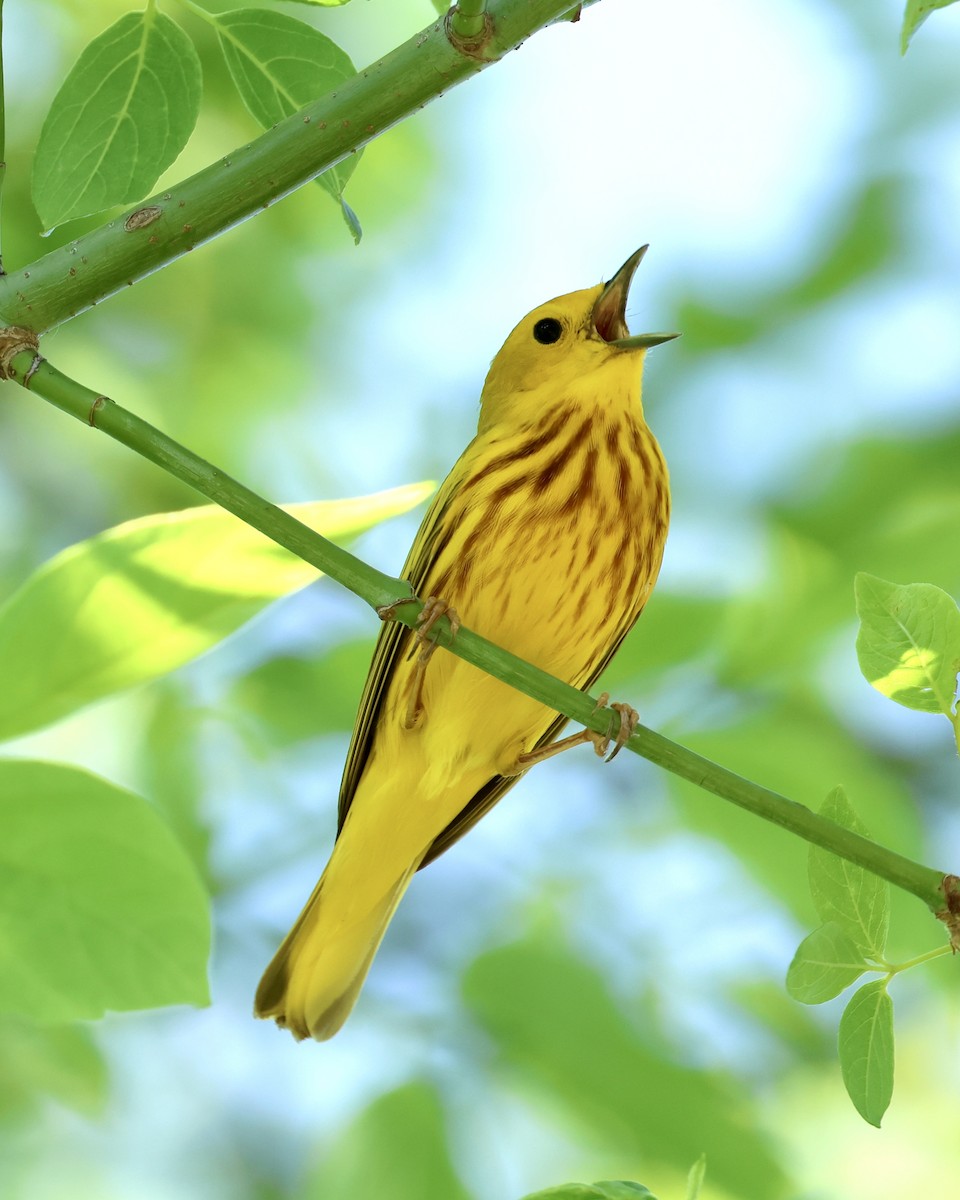 Yellow Warbler - Amy Ondrus