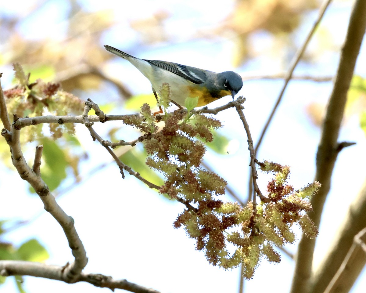 Northern Parula - Amy Ondrus