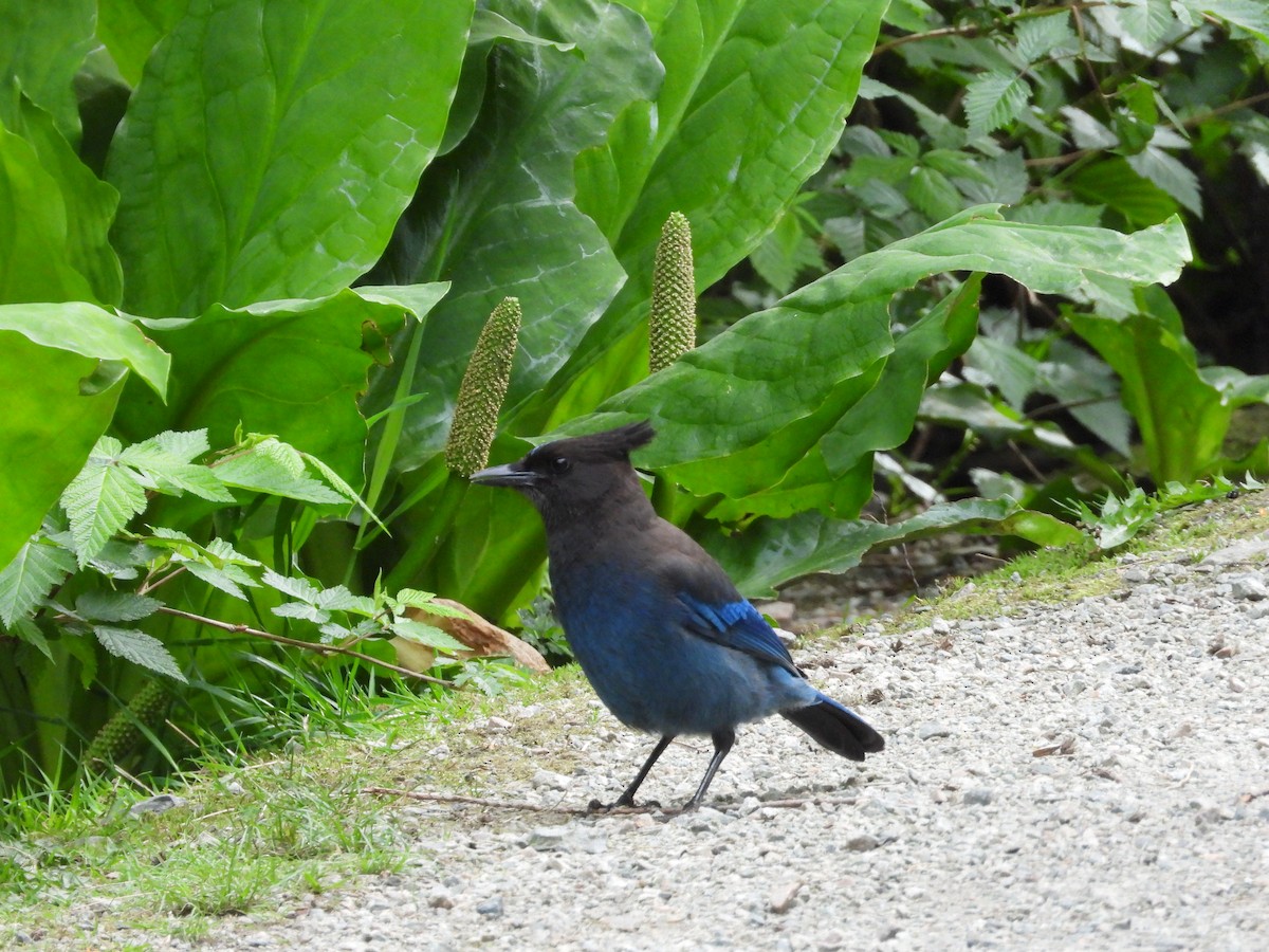 Steller's Jay - Jean W. Côté