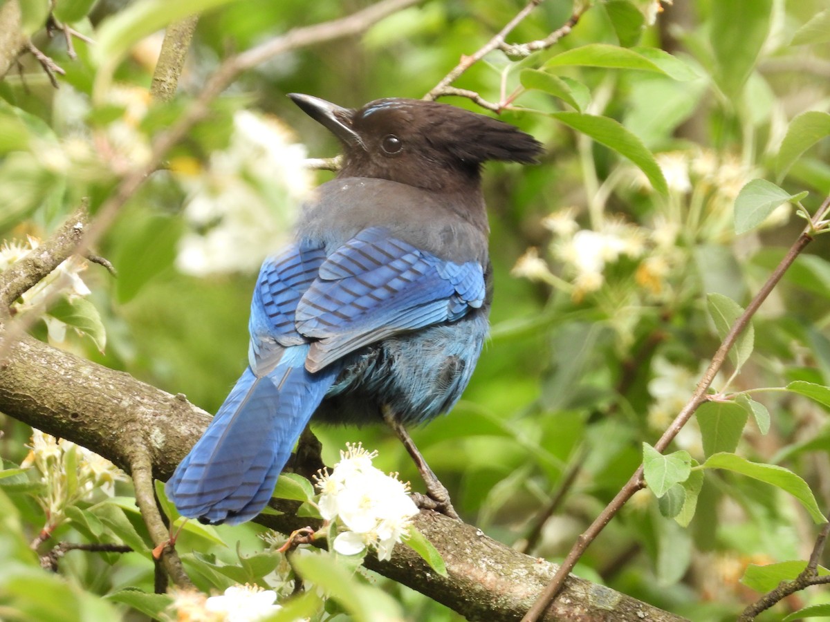 Steller's Jay - ML619075498