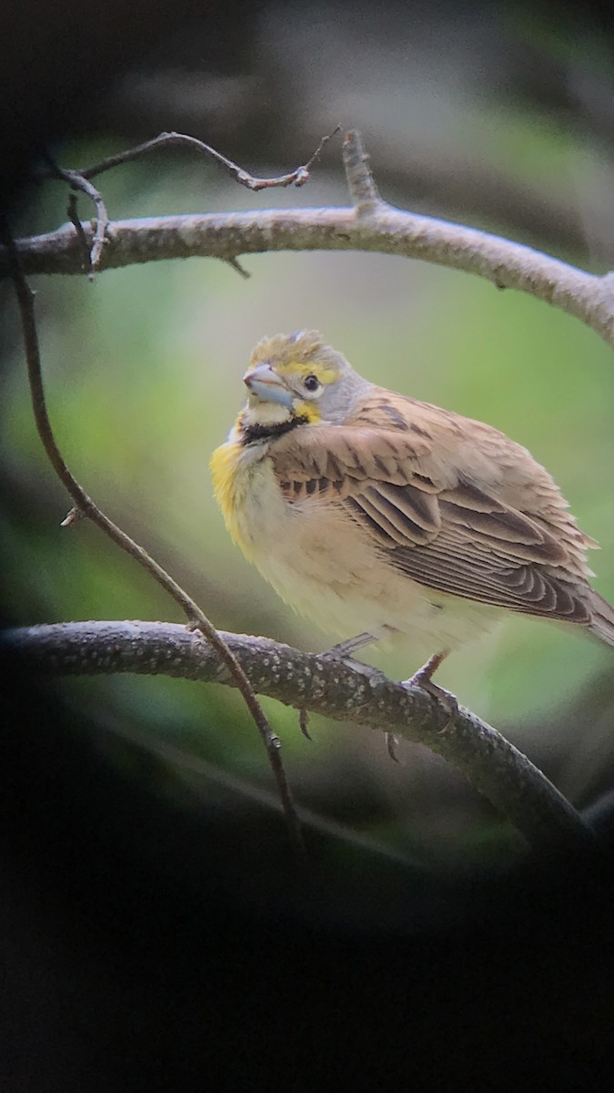 Dickcissel - Christopher Gangemi