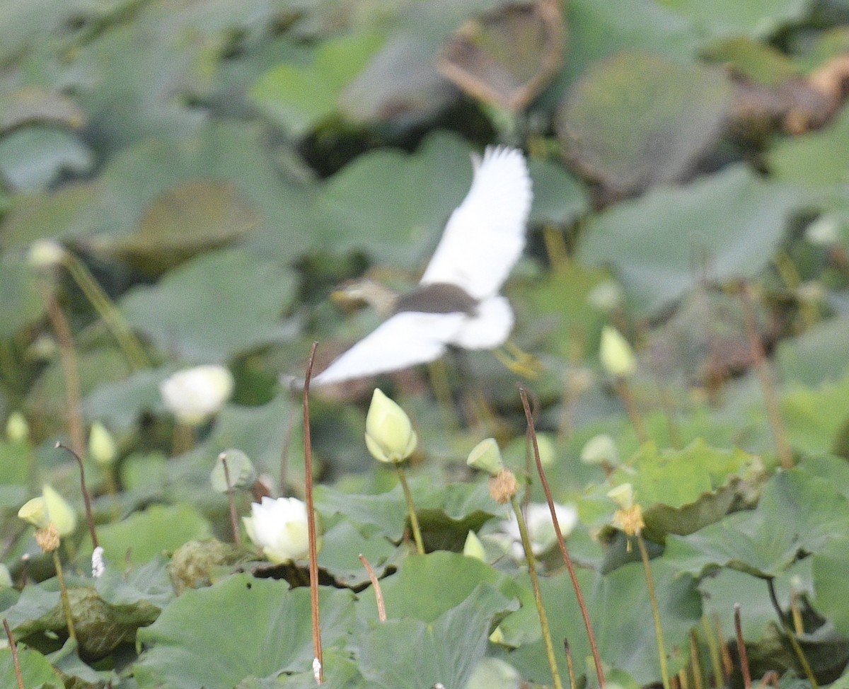 Javan Pond-Heron - Chitra Shanker