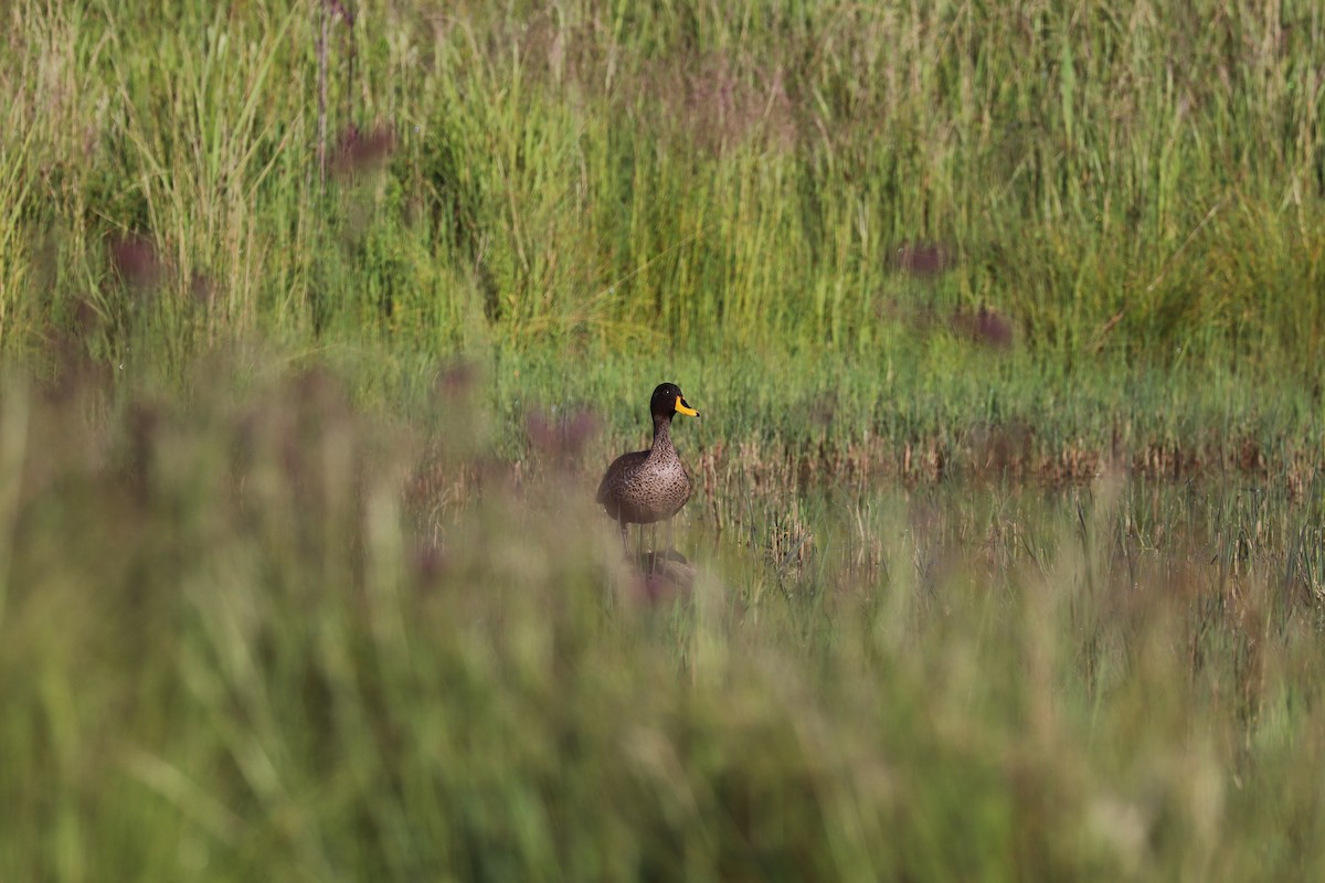 Yellow-billed Duck - ML619075512