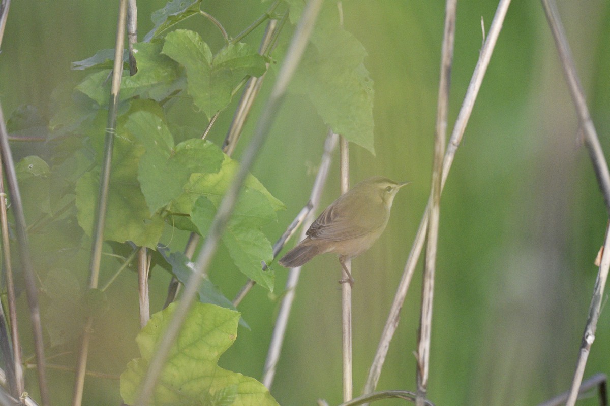 Black-browed Reed Warbler - ML619075522