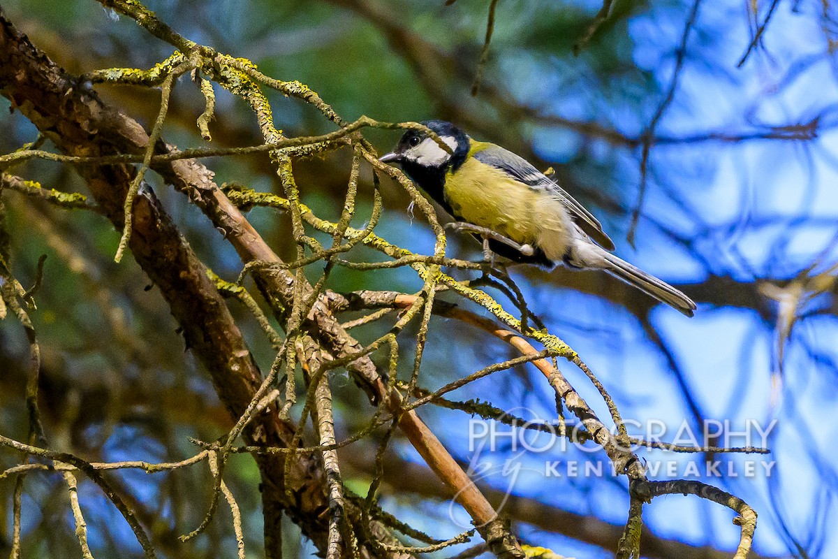 Great Tit - ML619075530