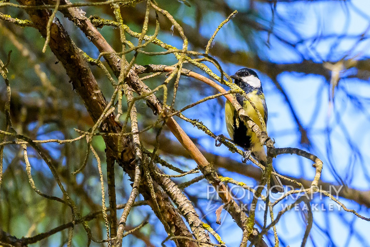 Great Tit - ML619075531