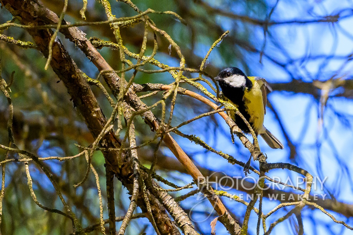 Great Tit - ML619075532