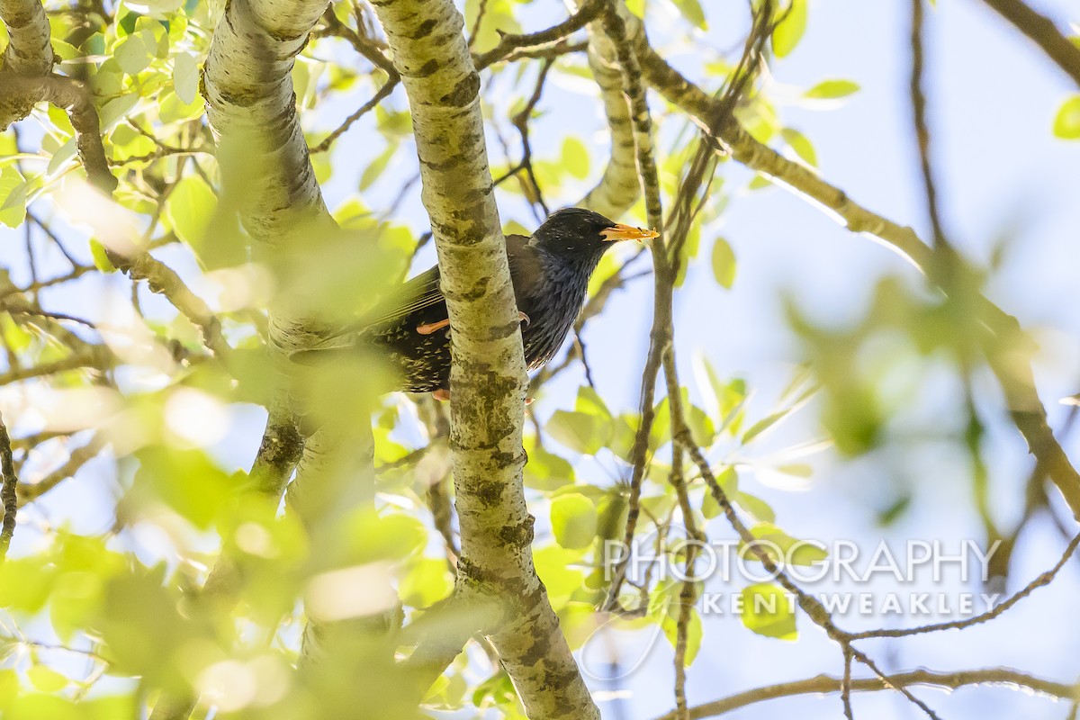 Spotless Starling - ML619075536