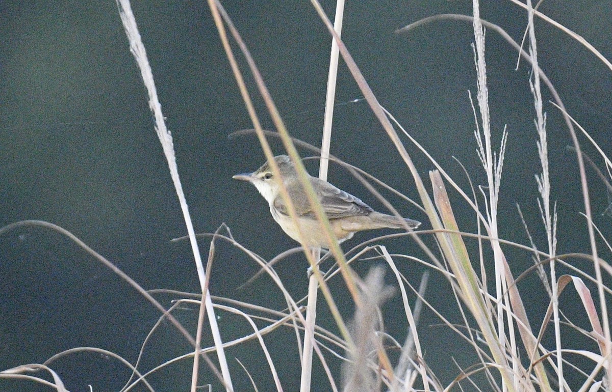 Oriental Reed Warbler - ML619075537