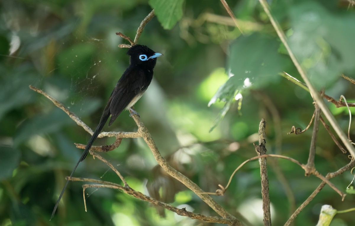 Black Paradise-Flycatcher - ML619075563