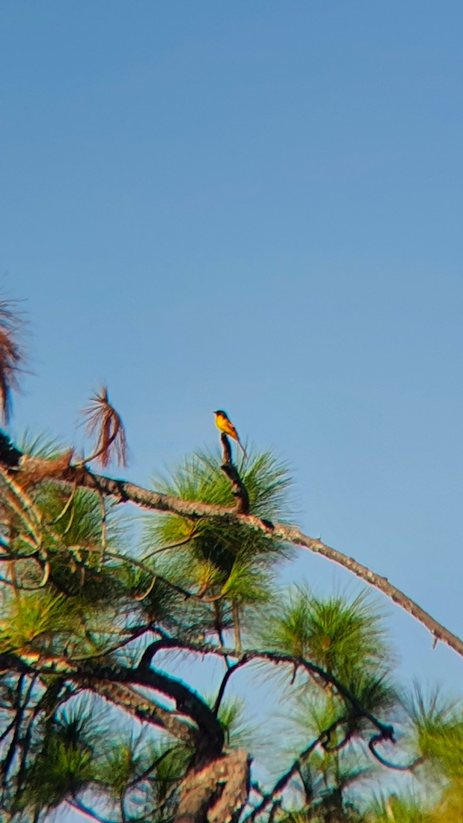 Scarlet Minivet - ML619075574