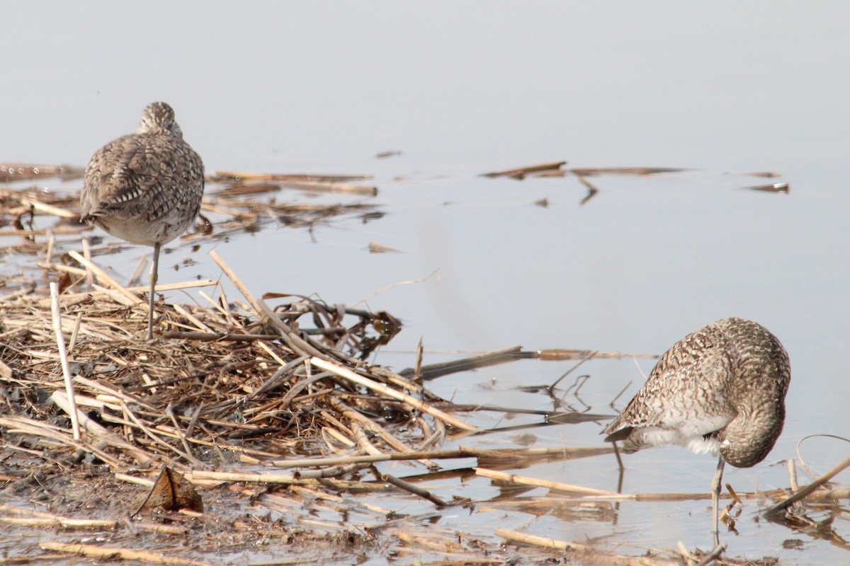 Willet - James Teitgen