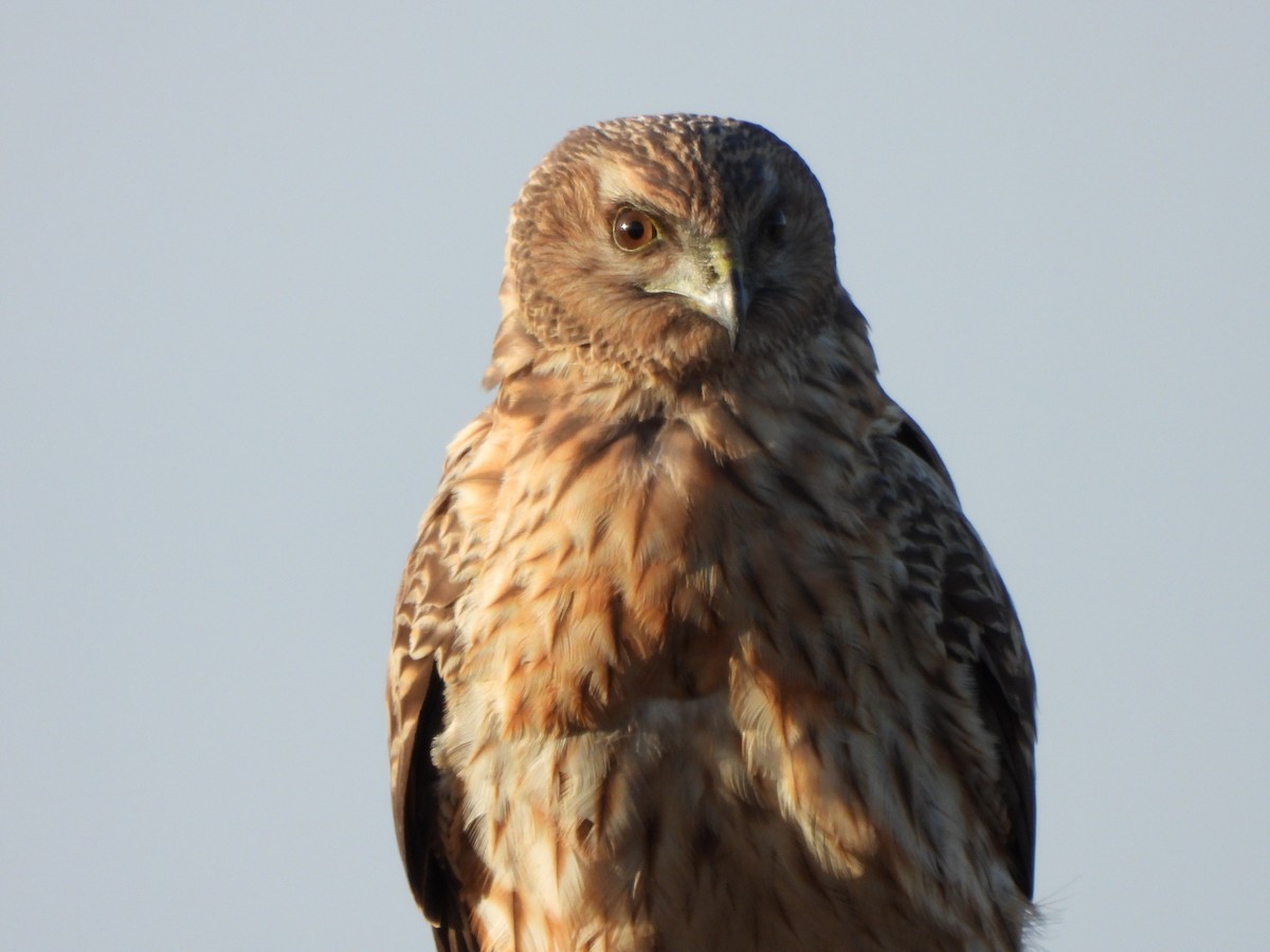 Spotted Harrier - Jeffrey Crawley