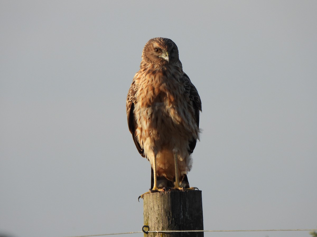 Spotted Harrier - Jeffrey Crawley